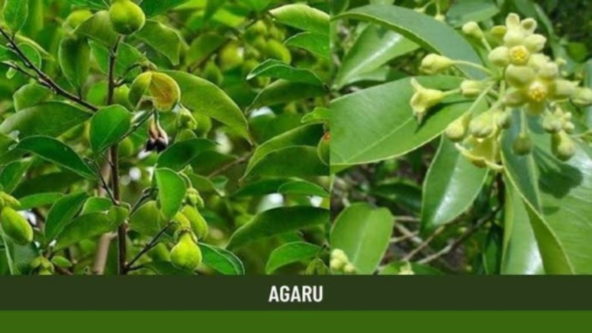 Agaru-Aquilaria-agalloch-Uses-Research-Side-Effects