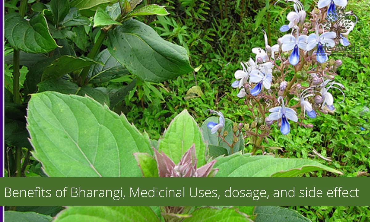 Bharangi (Clerodendrum serratum) Use, Benefits, Dose, Properties, and Side Effect